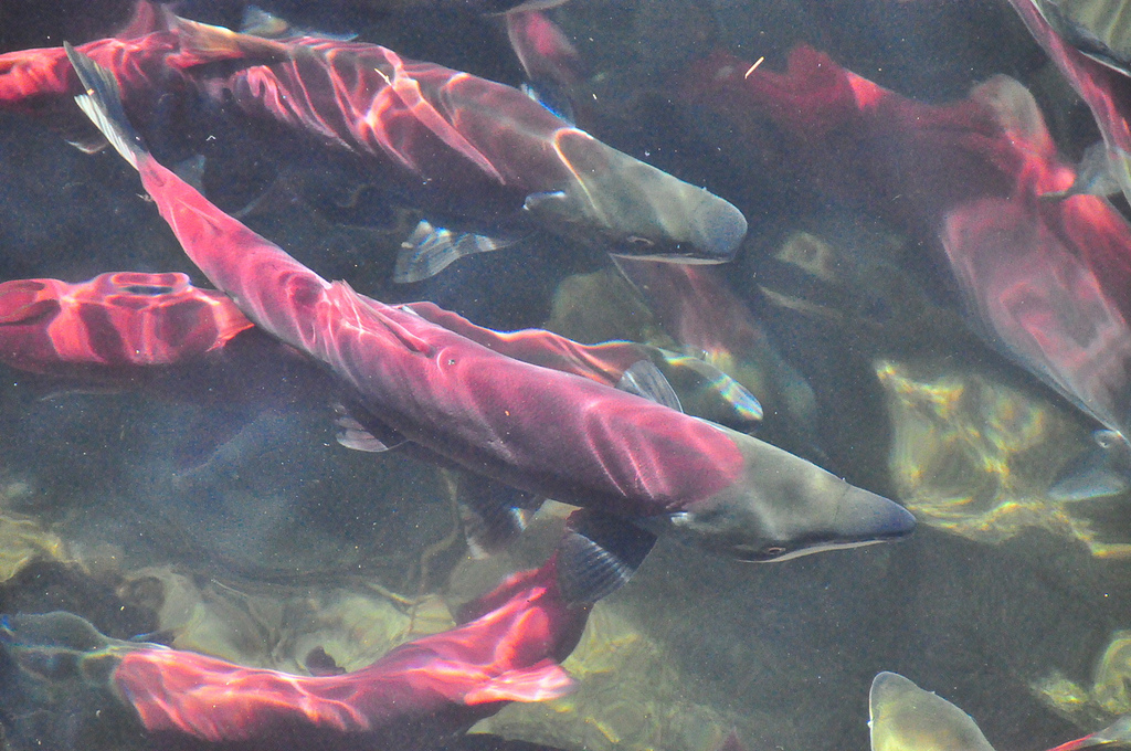Healthy salmon runs in the Lynn Canal
