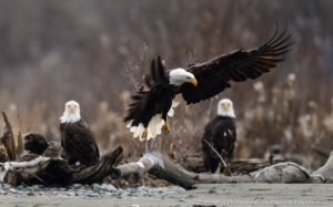 Photographer James Norman shared this picture of eagles along the Chilkat River.