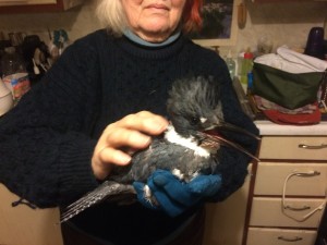 The injured king fisher. 