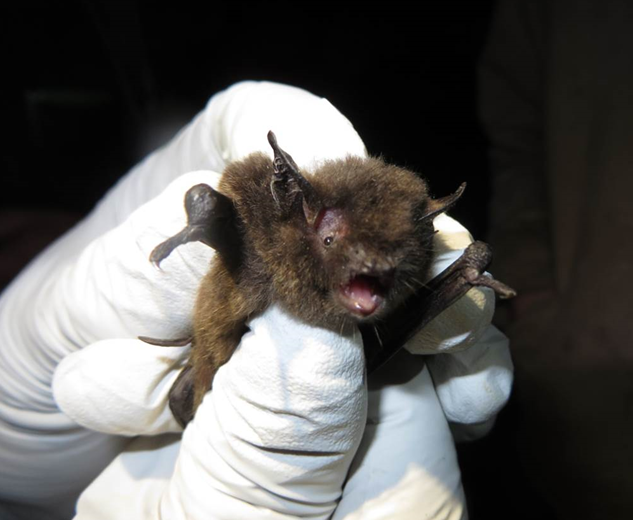 A bat captured to tag by ADF&G. (Courtesy Michael Kohan)