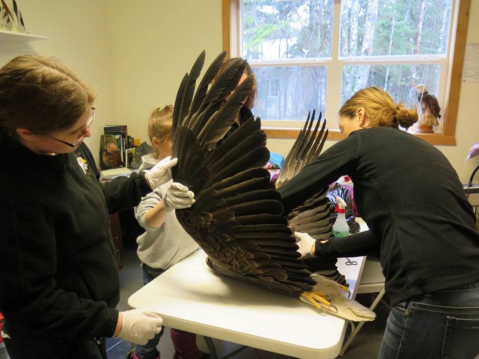 Eagle Foundation sees spike in bird rescues
