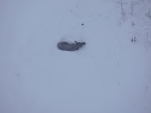 A cow moose standing in deep snow. (Carl Koch)