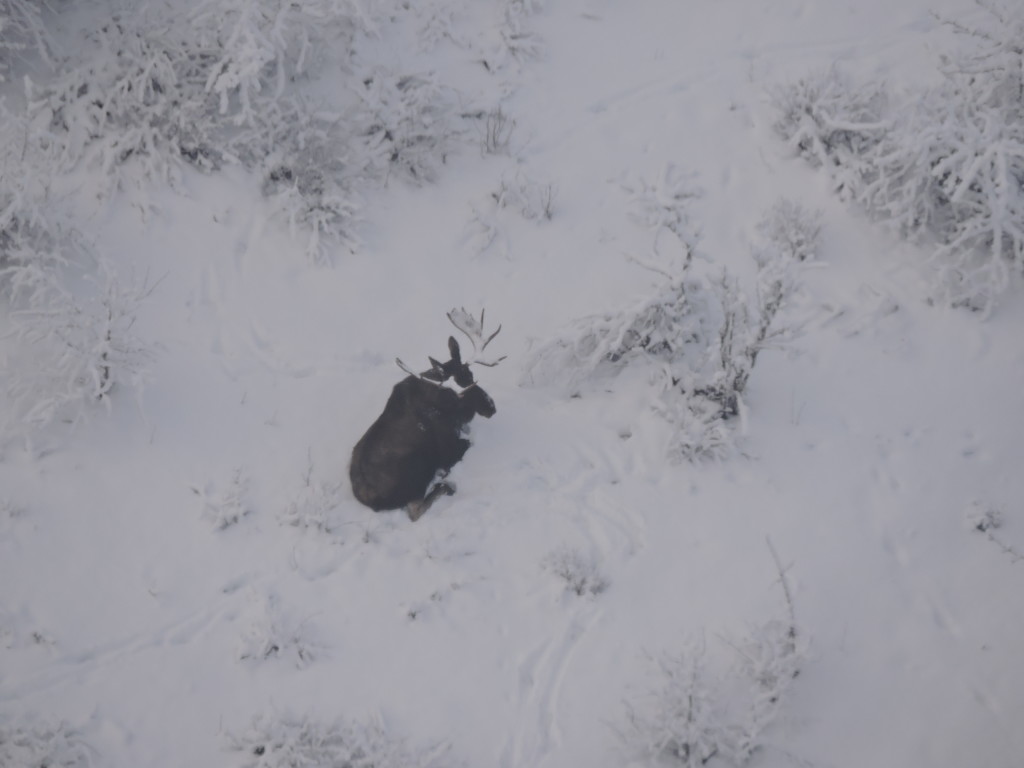 A bull moose seen during Koch's survey of the valley. (Carl Koch)