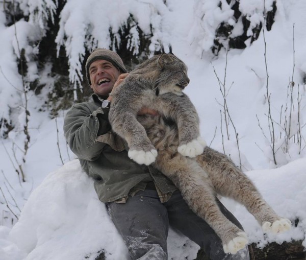 Among wolverines, lynx and fox, a man finds his pack