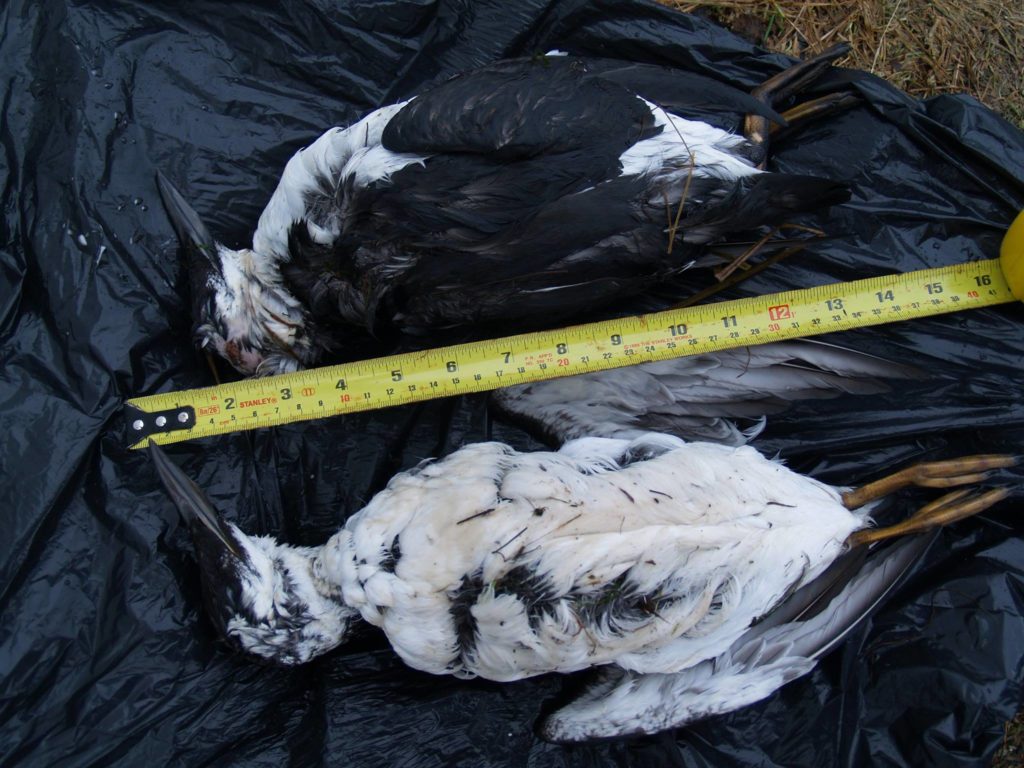 Dead murres wash up on Haines’ beach
