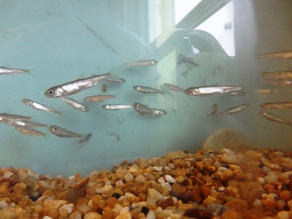 The salmon fry Haines sixth graders have raised since September. (Emily Files)