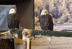 Eagles at the American Bald Eagle Foundation in Haines. (Emily Files)