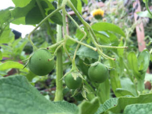 Up close on the poisonous potato borage fruit. (Listener provided photo: Dena Selby).