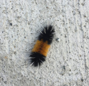 wooly bear caterpillar cropped