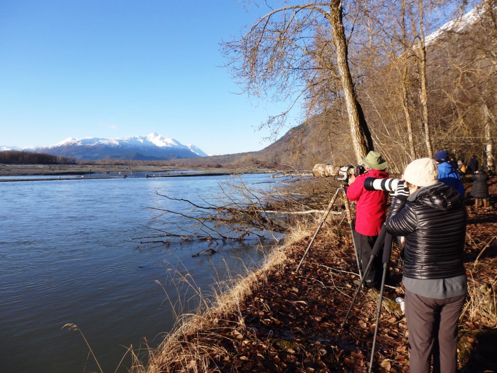 Photographers take pictures of eagles feeding on salmon in the Chilkat River. (Emily Files)