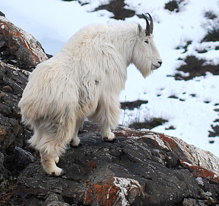 An Alaska mountain goat. (Alaska Department of Fish and Game)