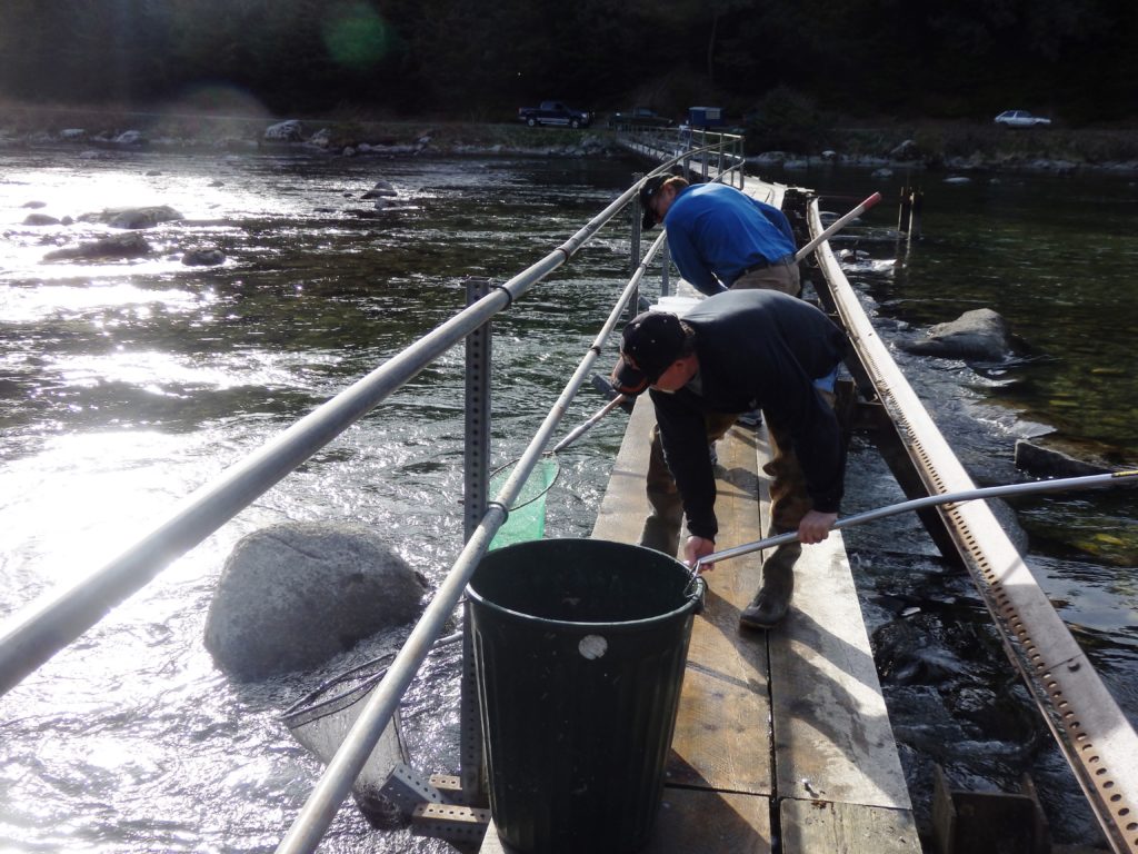 Dave Landry and Charlie David fish for hooligan on a weir over the Chilkoot River. (Emily Files)