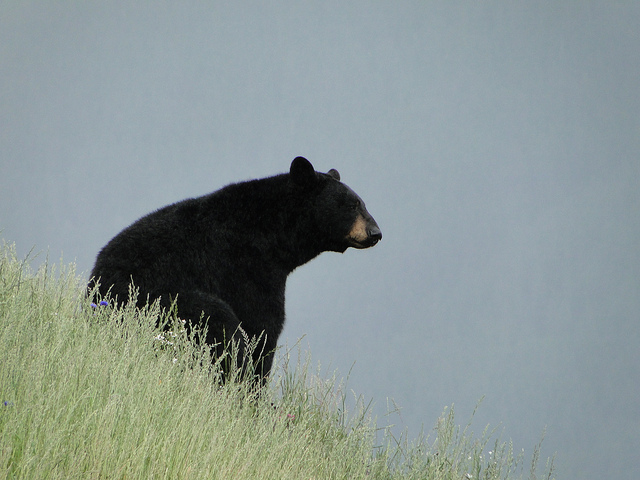 Troopers: Haines teen illegally shot black bear from boat, boat owner charged
