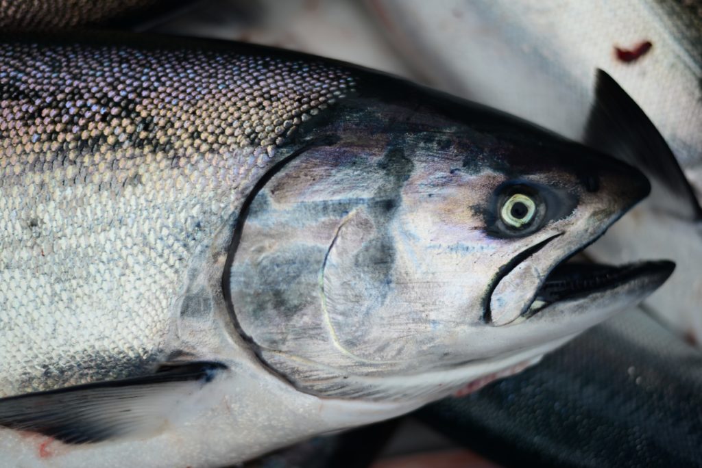 As kings suffer across Southeast, Chilkat Chinook candidate for “stock of concern”