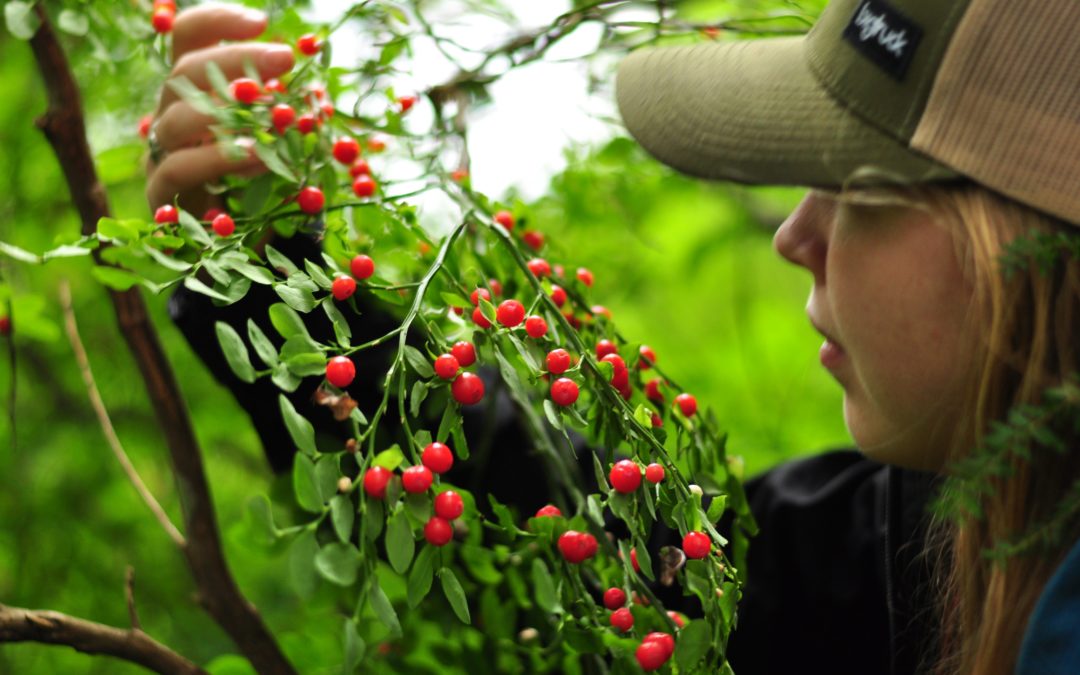 New research illuminates “bear necessity” in Alaska’s berry patches