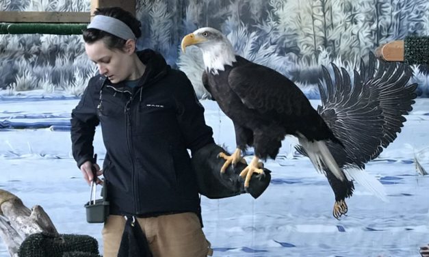 Haines Raptor Center plans new aviary