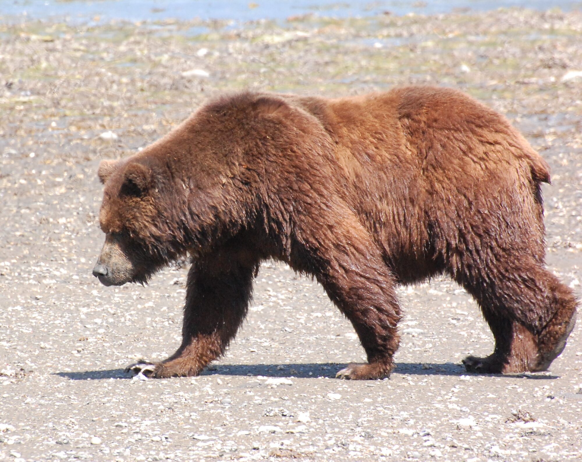 Brown Bears - Lake Clark National Park & Preserve (U.S. National